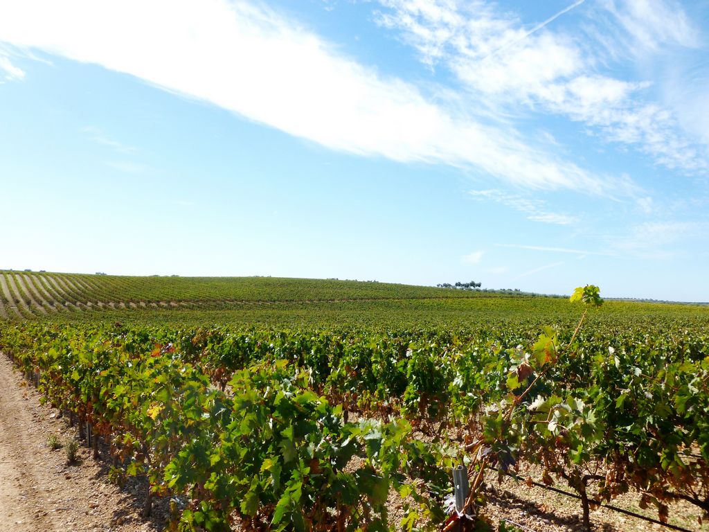 Herdade
